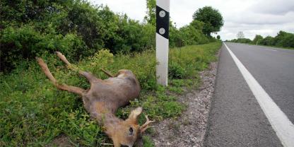 Wer ein durch einen Unfall verendetes Wildtier einfach mitnimmt, macht sich der Jagdwilderei schuldig.
