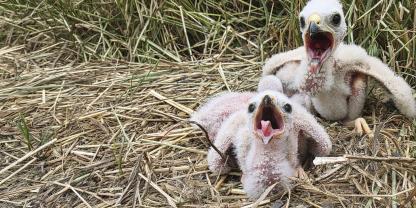 In einigen Regionen Deutschlands können auch die seltenen Wiesenweihen brütend vorkommen.