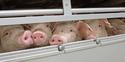In Deutschland wird ein Großteil der Schweine frei vermarktet. Die vertikale Integration spielt bislang eine untergeordnete Rolle.