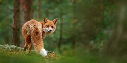 Die Baujagd auf Raubwild wie dem Fuchs soll im neuen Jagdgesetz verboten werden.