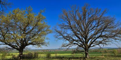 Zwei Eichen im Frühjahr mit unterschiedlich stark ausgetriebenem Laub. Der Baum rechts war im Vorjahr stärker von Raupen befallen, der verzögerte Blattaustrieb ist eine Reaktion darauf.