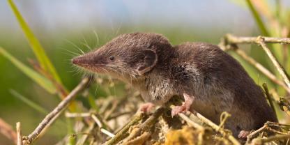 Die Feldspitzmaus zählt zu den Überträgern der Krankheit.