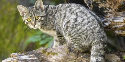 Wildkatze