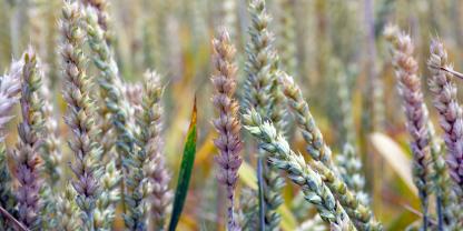 Eine Ährenfusariumbehandlung wirkt nur zu Beginn bis Mitte der Blüte zuverlässig. Mykotoxinbelastung im Erntegut ist auf jeden Fall zu vermeiden.