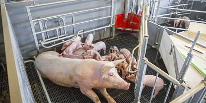 Kreuzungs- sowie Edelschwein-Sauen hatten die höchsten Abferkelraten und zeigten sich hitzetoleranter als zum Beispiel Landrasse-Sauen .