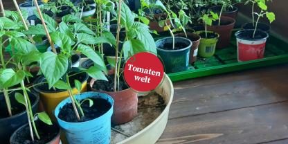 Tomatenwelt Folge 9 Header