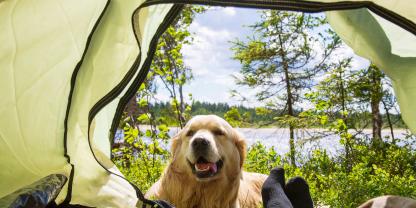 Zelturlaub-Hund