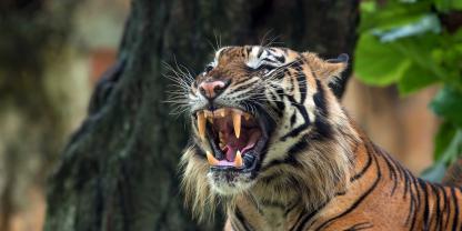 In Sachsen hat ein Tiger einen Menschen angegriffen und verletzt. Das Tier wurde von Polizisten getötet (Symbolbild).