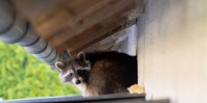 Waschbär auf Dach