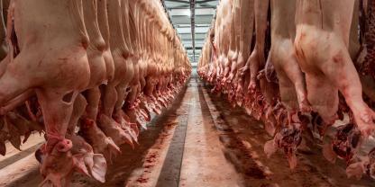 Brasilien legte in den letzten drei Dekaden eine bedeutende Entwicklung in der Schweinefleischproduktion hin.