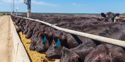 Rinderfarm-Brasilien_AdobeStock_643741104