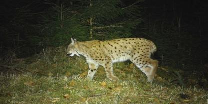 Luchs „Bardi“ macht Station in Sachsen.
