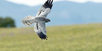Die männlichen Wiesenweihen imponieren den Weibchen derzeit mit ihren auch „Sky Dance“ genannten Flugmanövern.