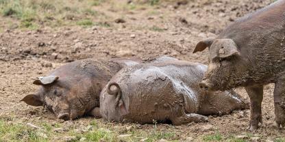 In den Niederlanden sollen Schweine dabei helfen, invasive Pflanzen zu bekämpfen.