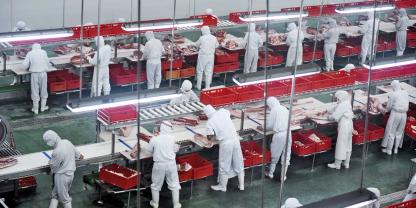 Der chinesische Schweinegigant Muyuan Foodstuffs erwägt, in Brasilien zu investieren (Symbolbild).