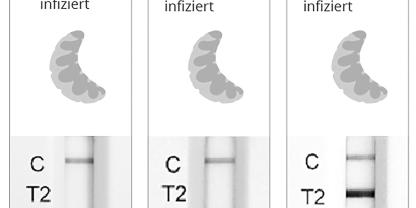 Ein Schnelltest an toten Larven zeigt vor Ort innerhalb von 15 Minuten, ob eine Infektion mit Amerikanischer Faulbrut (ERIC I oder II) vorliegt.
