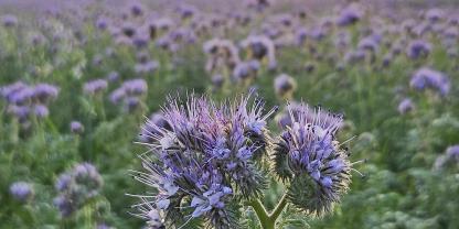 Phacelia auf einem Feld mit Sonnenuntergang im Hintergrund