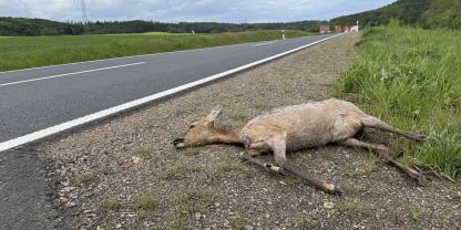Im Frühling ist das Risiko für Wildunfälle mit Rehwild besonders hoch.