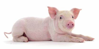 Erstmals wurde in Lateinamerika ein Schwein erfolgreich geklont (Symbolbild).