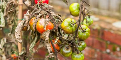 Die Tomate lässt die Blätter hängen? Hier steckt eine Welkekrankheit dahinter!