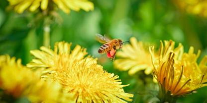 Am Löwenzahn gibt es für Bienen reichlich Nektar und Pollen zu holen.