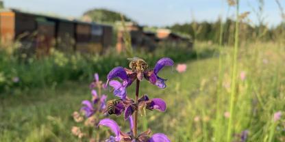 Honigbienen sind nicht das eigentliche Problem von Wildbienen - vielmehr leiden sie unter Nahrungsmangel und fehlenden Nistplätzen.