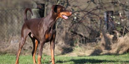 Das EU-Parlament hat neue Regeln für Hundehalter festgelegt.
