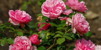 ‘Leonardo Da Vinvi’ ist sehr robust und eine beliebte Edelrose.