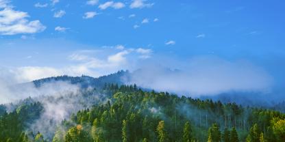 Der Schwarzwald ist eines der größten Waldtrachtgebiete Deutschlands und oft von Melezitose betroffen.