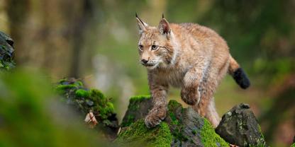 Eine Frau in Frankreich wurde verurteilt, da sie einen Luchs erschlagen hat.