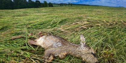 Qualvoller Tod: Diesem Kitz wurden durch das Mähwerk die Läufe abgetrennt.