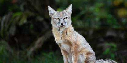 Der Steppenfuchs lebt in Steppen, Halbwüsten und Wüsten.