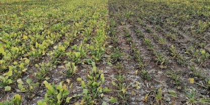 Stress für Zuckerrüben im Versuchsfeld: Links Symptome vom Syndrom niedriger Zuckergehalte (SBR), rechts Befall mit Cercospora-Blattflecken.