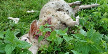 In Grafschaft Bentheim kam es zum größten Wolfsangriff in Niedersachsen. Jetzt wurden zwei Wölfe zum Abschuss freigegeben.