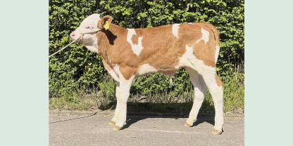Fleckvieh-Zuchtbullenkalb am Markt in Ansbach