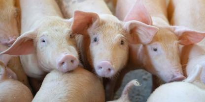 21.000 Schweine in einem polnischem Betrieb mussten gekeult werden, nachdem die Afrikanische Schweinepest (ASP) ausgebrochen war.
