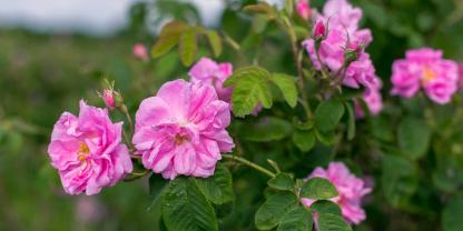 An einem sonnigen Standort bildet die Damaszener Rose zahlreich duftende Blüten.