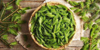 Aus Fichtenspitzen lassen sich leckere und aromatische Delikatessen zubereiten. Doch auch als Hausmittel werden sie seit Jahrhunderten eingesetzt.