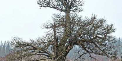 Hohne Eiche im Nationalpark Harz