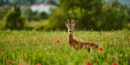 In einer Petition wird mehr Wildtierwohl“ gefordert.