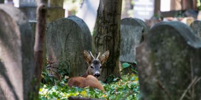 Solch ein Anblick ist in Werder (Havel) seit über einem Jahr zur Gewohnheit geworden. Das Rehwild würde kein Problem auf dem Friedhof darstellen, würde es nicht fleißig Grabbepflanzung und -schmuck zerstören (Symbolbild).