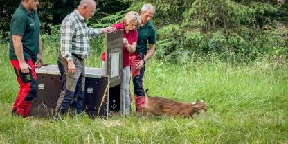 Mit Hoffnung auf genetische Auffrischung des Bestands wurde der einjährige „Koda“ in die Freiheit entlassen.