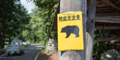 In Japan steigen die Zahlen an Jagdschülern. Der Grund: die zunehmende Gefahr durch Bären im Land der aufgehenden Sonne.