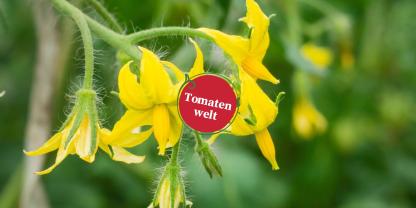Tomatenwelt Header 15