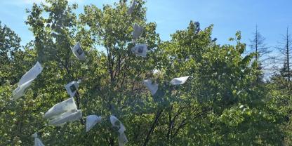 Isolierte weibliche Blüten in der Baumkrone.