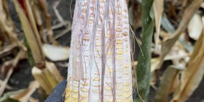 Der erste Nachweis von Aflatoxin B1 in einem Maisfeld im Tullnerfeld