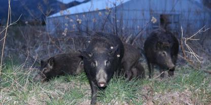 Schweine-Fukushima_picture-alliance_379266871