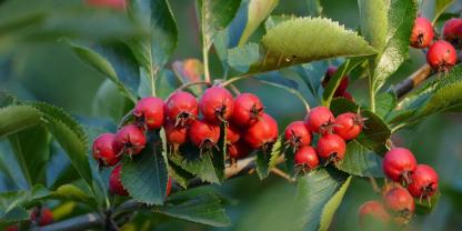 Mehlbeeren sind ein Gewinn für den Naturgarten.