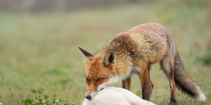 Fuchs-Henne
