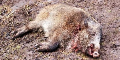 In Heidelberg ist ein mit Pseudowut infiziertes Wildschwein gefunden worden. Die Krankheit ist auch für Hunde gefährlich.